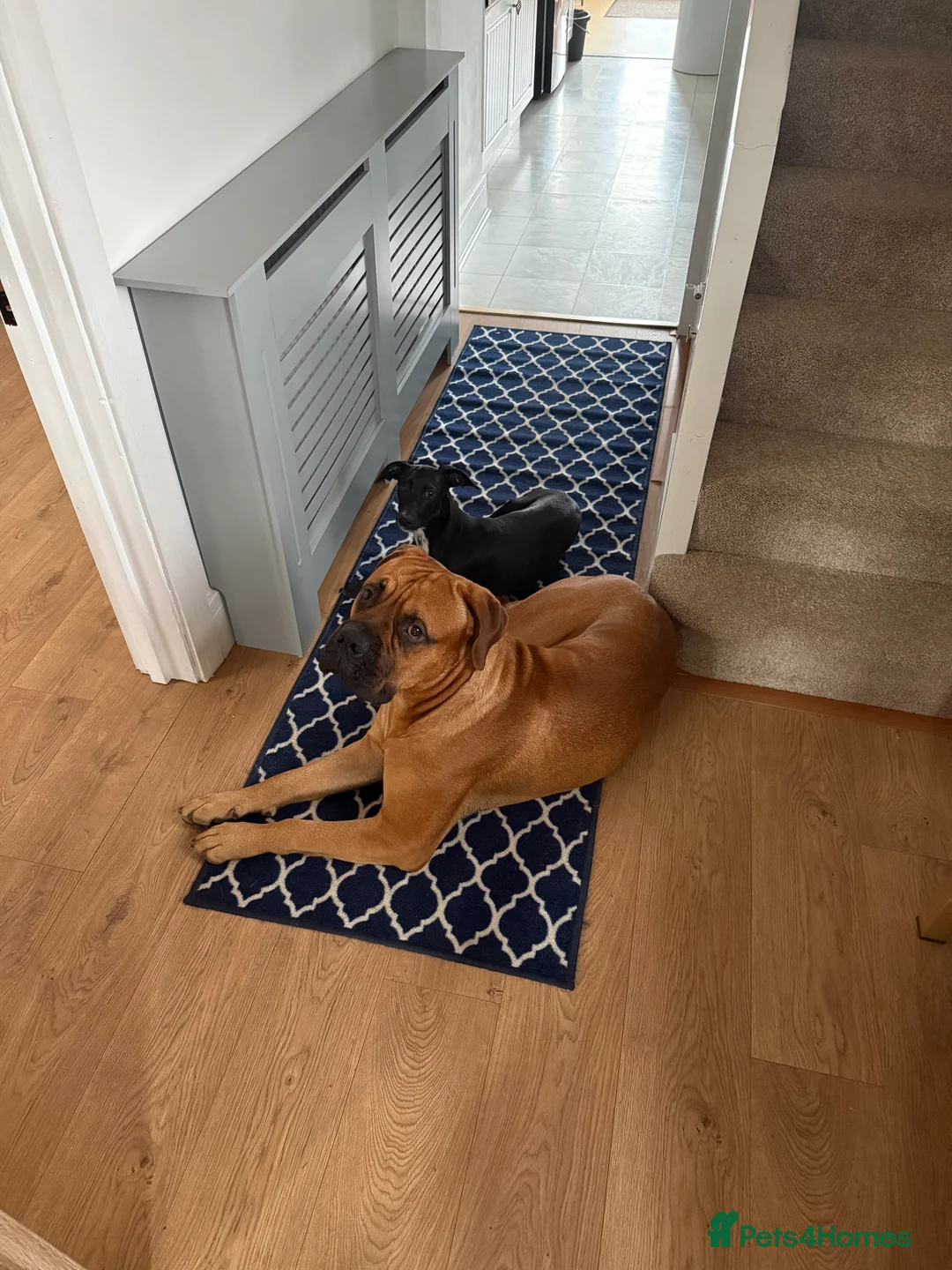 Bullmastiff dogs for stud: Bullmastiff for Stud - Advert 1