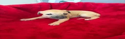 Mixed Breed dogs for sale: Saluki whippet greyhound - Advert 16