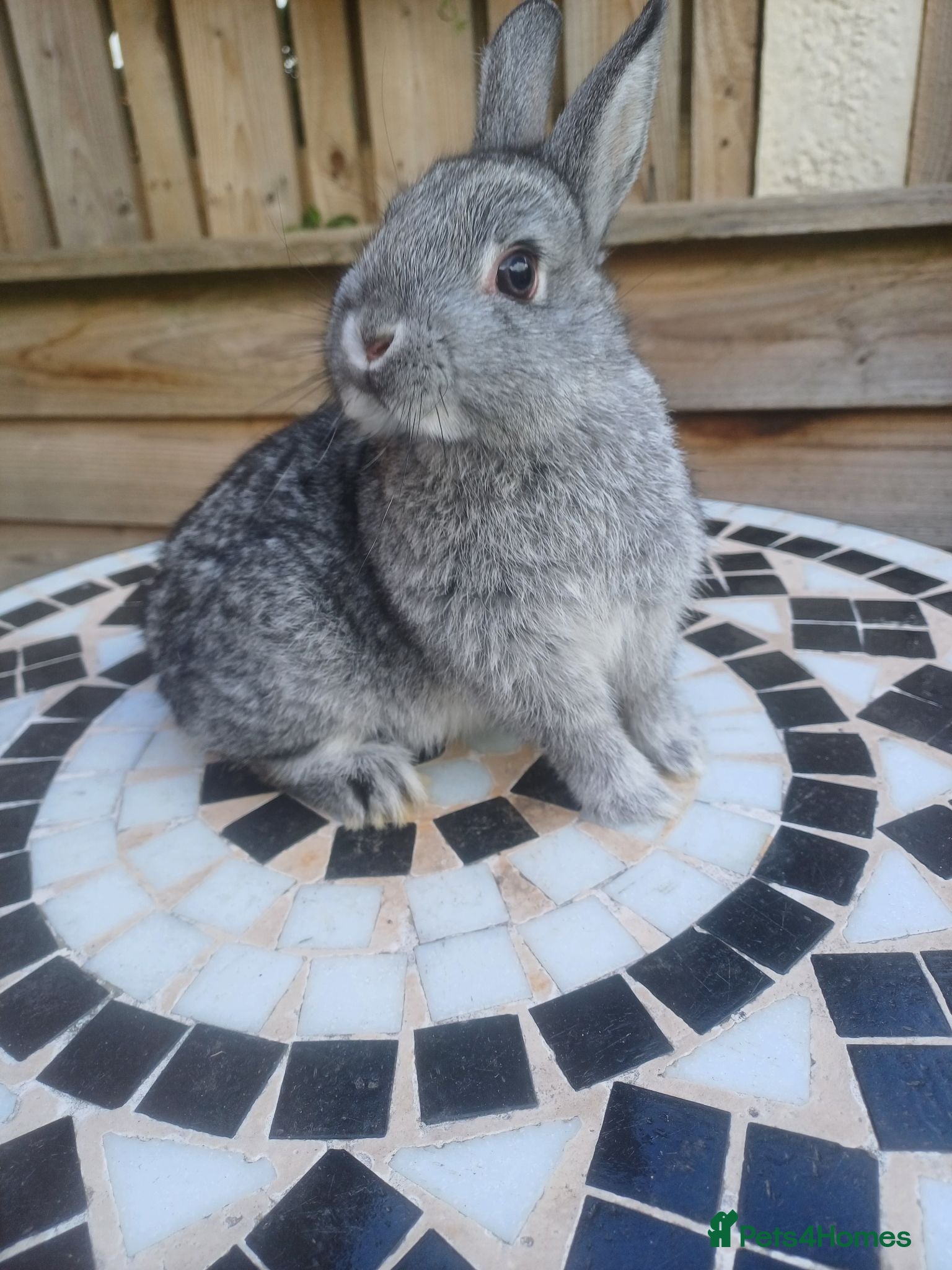 Netherland Dwarf rabbits Neverland dwalf - Advert 20