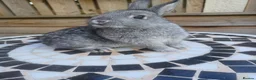 Netherland Dwarf rabbits for sale: Neverland dwalf - Advert 7