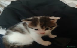 Bengal cats for sale: 1 girl and 3 boys  - Image 16