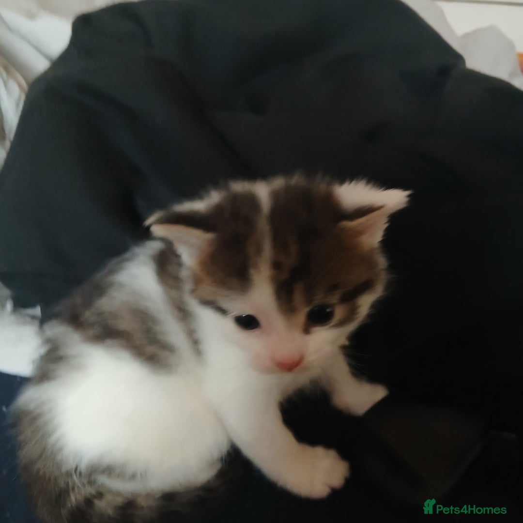 Bengal cats for sale: 1 girl and 3 boys  - Image 16