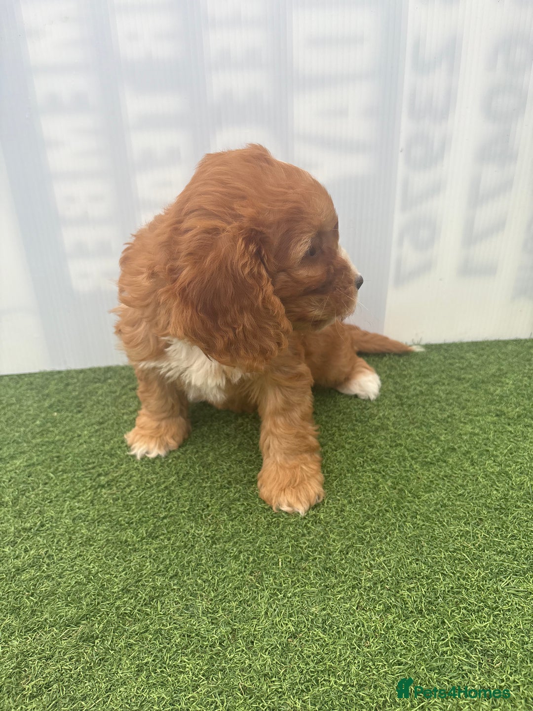 Cockapoo dogs for sale: Cockapoo puppies f1 - Image 6