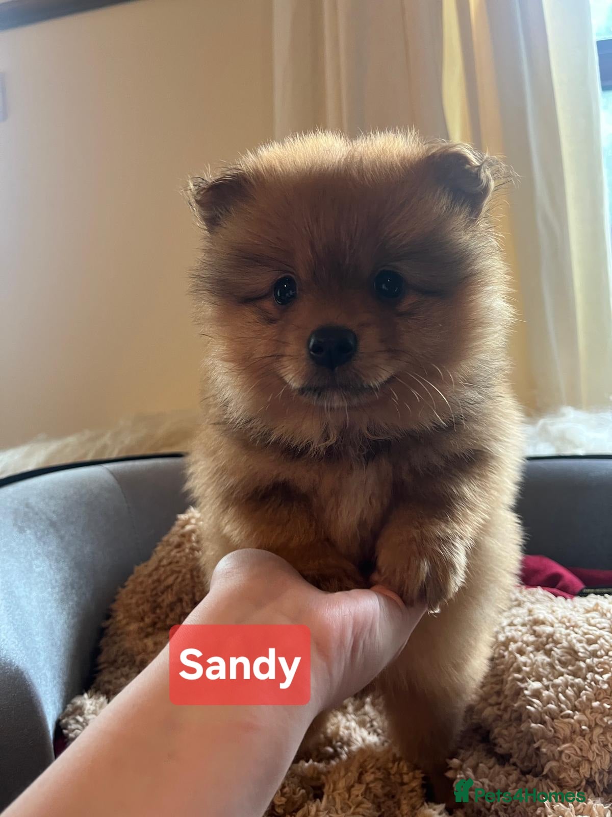 Pomeranian dogs Last one available Pretty cute Pomeranians  - Advert 7