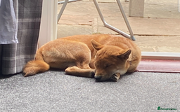 Japanese Shiba Inu dogs for sale: Japanese Shiba Inu  - Image 4
