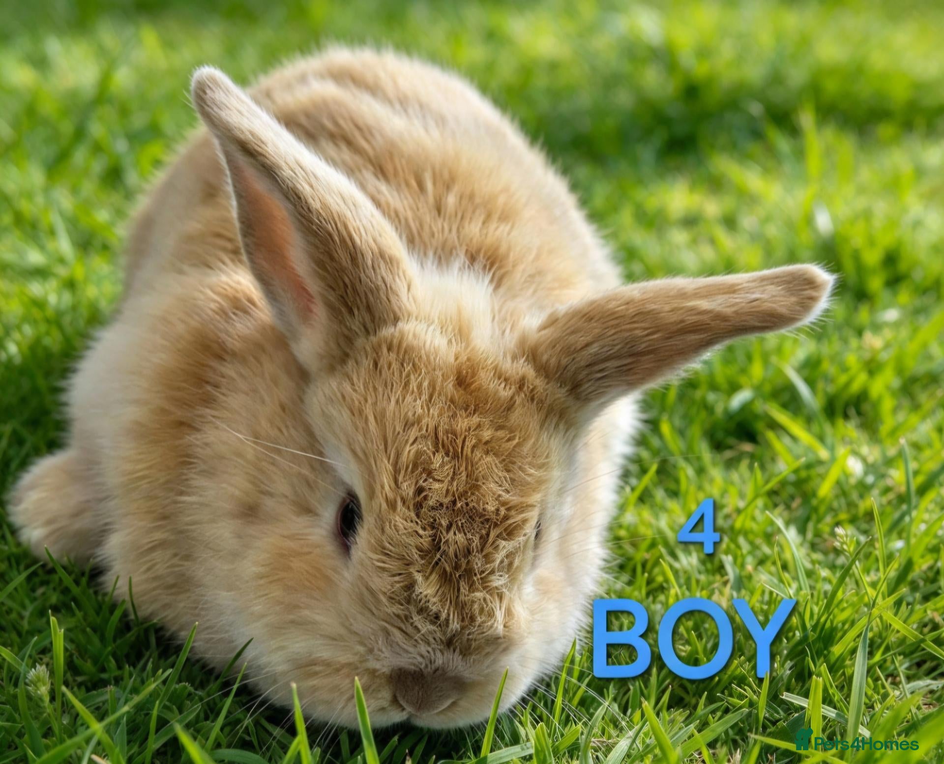 Mini Lop rabbits for sale: Mini lop babies  - Advert 18