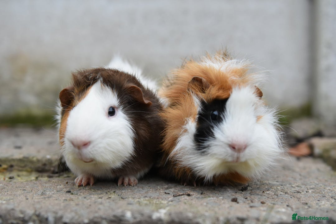 Guinea Pig rodents for sale: 9 Month Old Male Guinea Pigs Looking For Homes in Wigan - Image 28