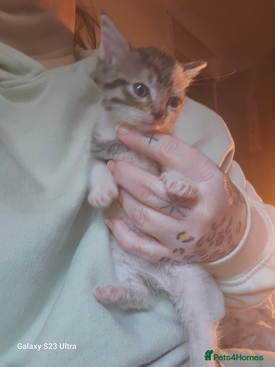 Mixed Breed cats for sale: Calico girl 6 week - Advert 3