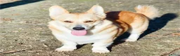 Welsh Corgi Pembroke dogs for sale: Corgi Pembroke 4 year old  - Advert 4