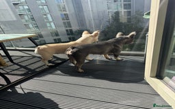 French Bulldog dogs for sale: Fluffy Carriers testable French Bulldogs - Image 4