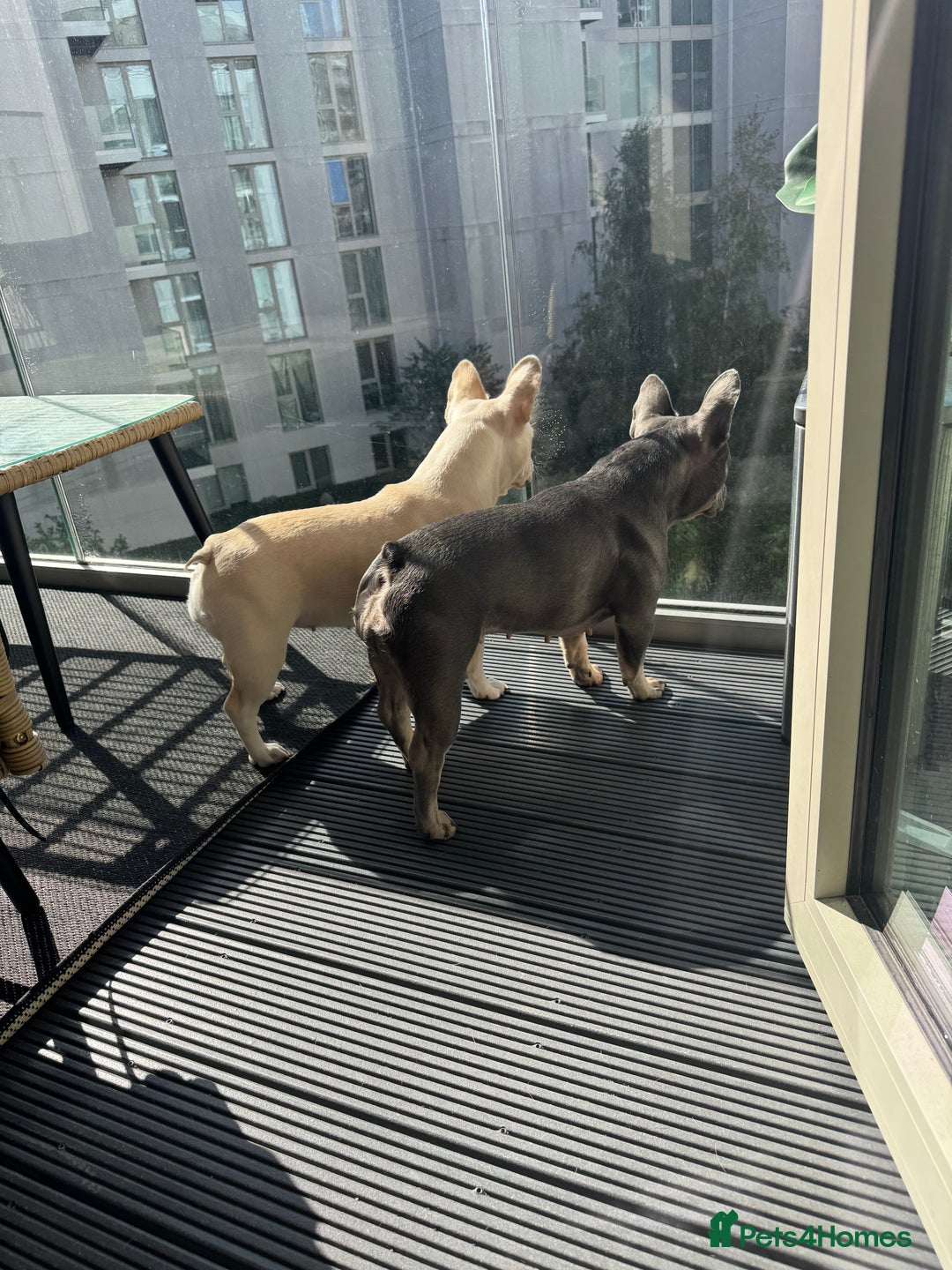 French Bulldog dogs for sale: Fluffy Carriers testable French Bulldogs - Image 4