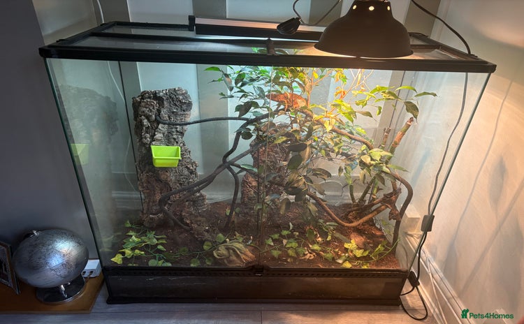 Chameleon reptiles - Advert 1