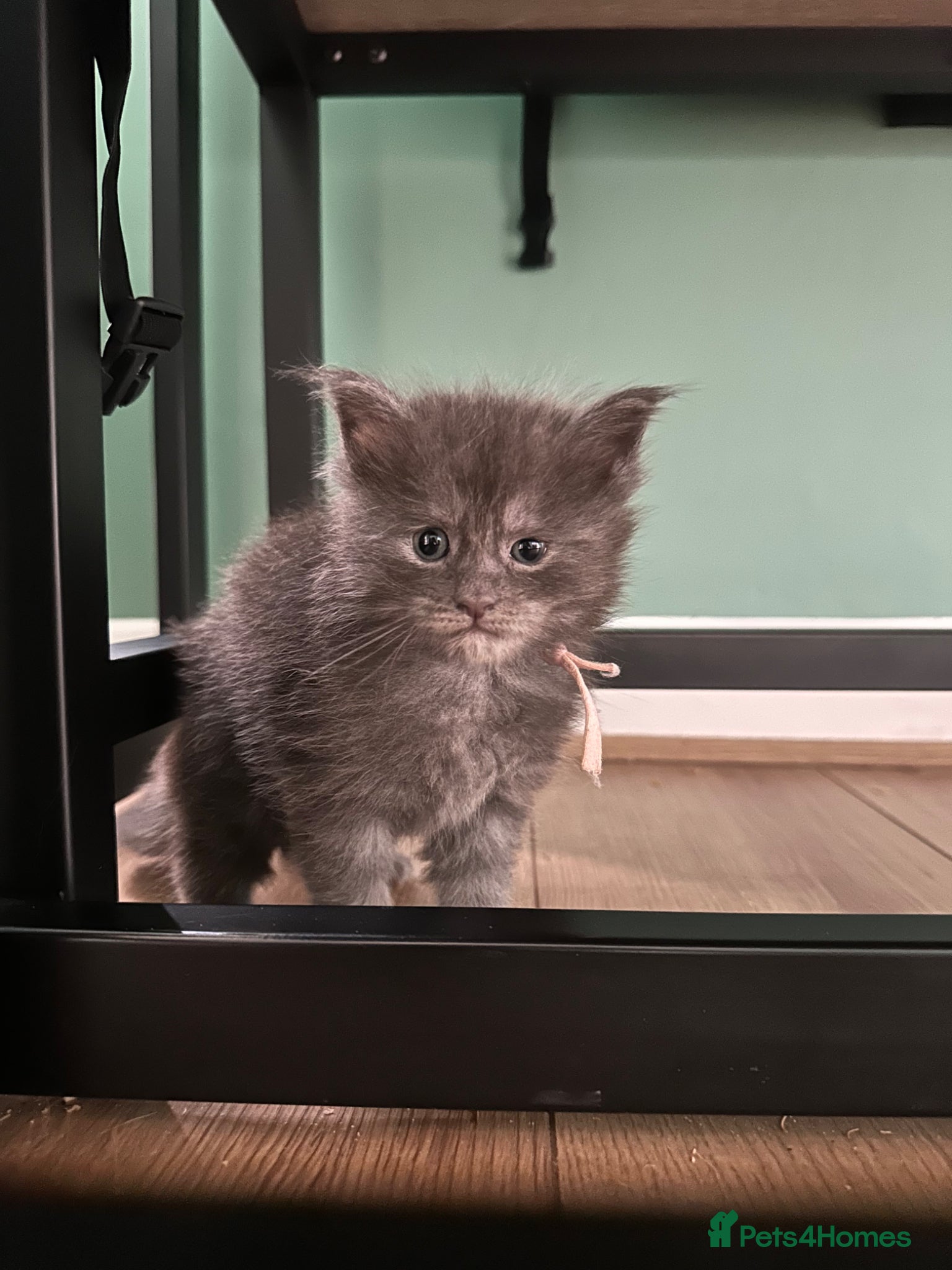 Maine Coon cats for sale: 5 beautiful Maine coon kittens - Advert 28
