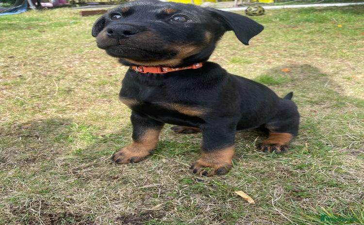 Rottweiler dogs - Advert 1