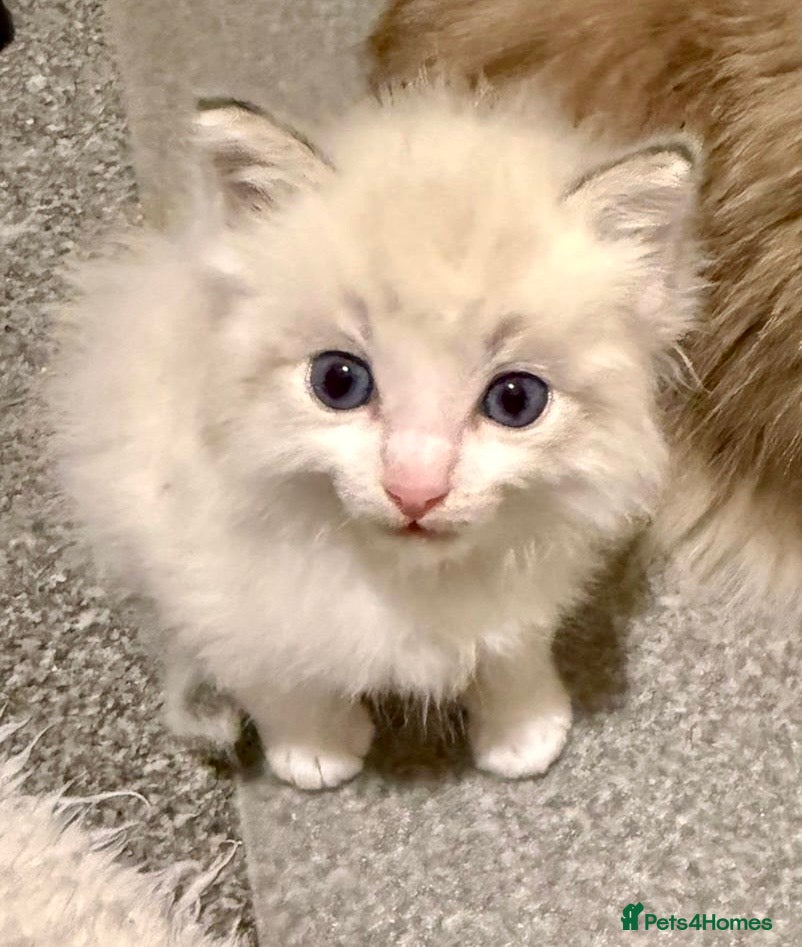 Ragdoll cats Exquisite Ragdoll Kittens Available - Advert 8