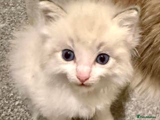 Ragdoll cats Exquisite Ragdoll Kittens Available - Advert 17