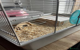 Hamster rodents for sale: Syrian hamster needing adoption  - Image 3