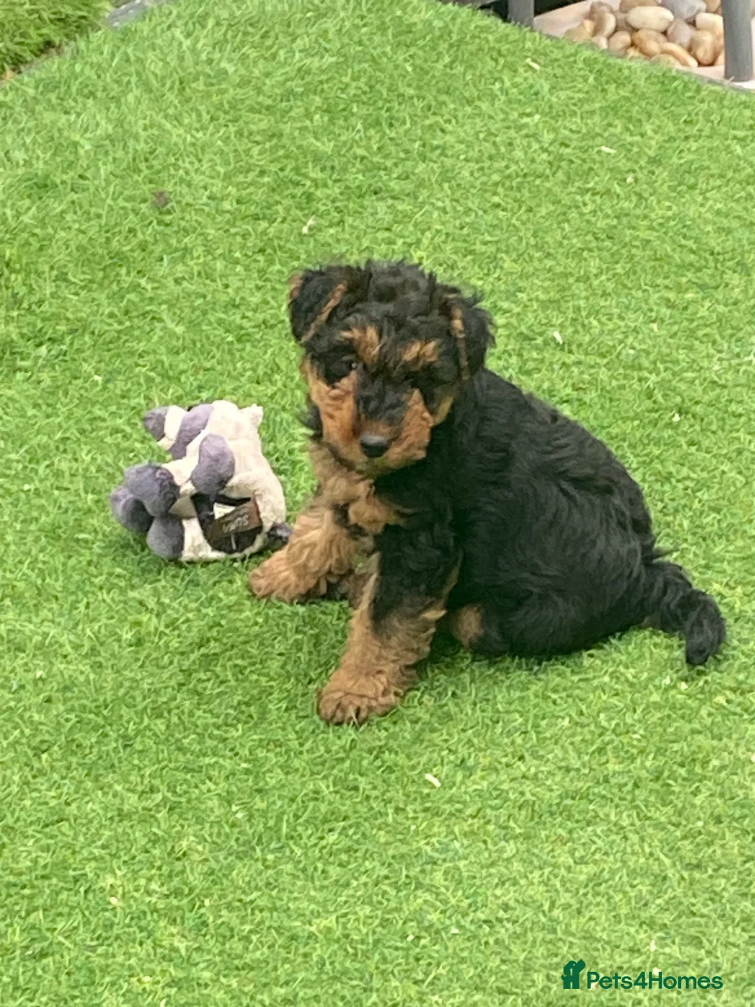 Welsh Terrier dogs for sale: PLL clear, Stunning KC reg Welsh Terrier Puppies - Advert 8