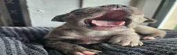 Mixed Breed dogs for sale: Beautiful American Bulldog × Staffie Mix Puppies in Glasgow - Advert 18