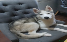 Siberian Husky dogs for sale: ONLY 2 PUPPIES LEFT!!! - Image 10