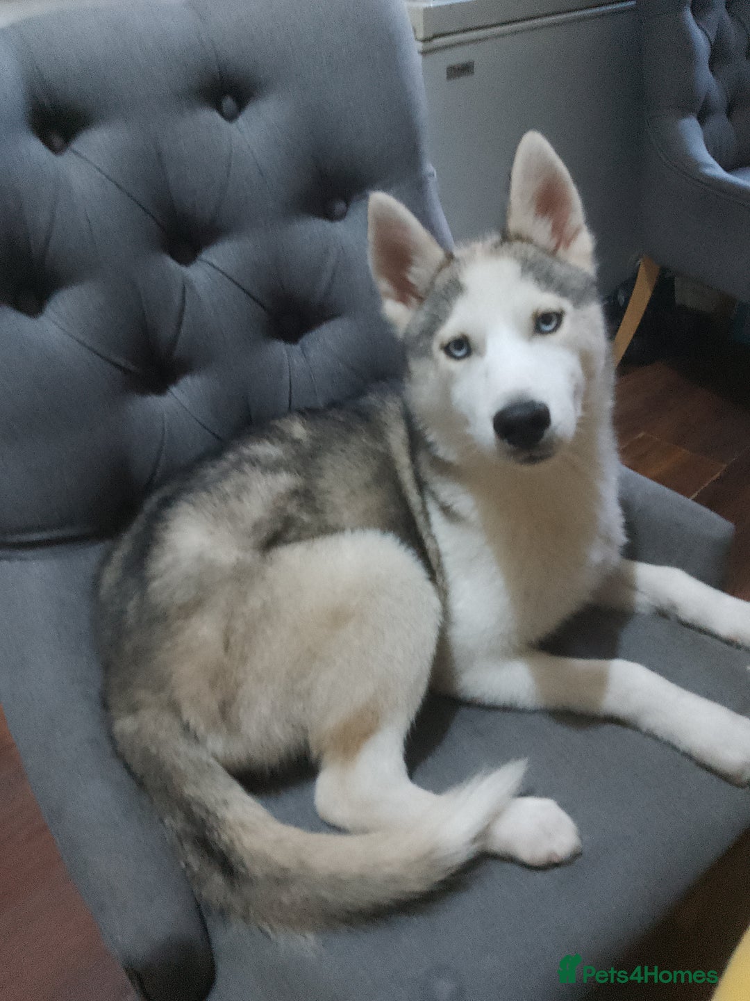 Siberian Husky dogs for sale: ONLY 2 PUPPIES LEFT!!! - Image 10