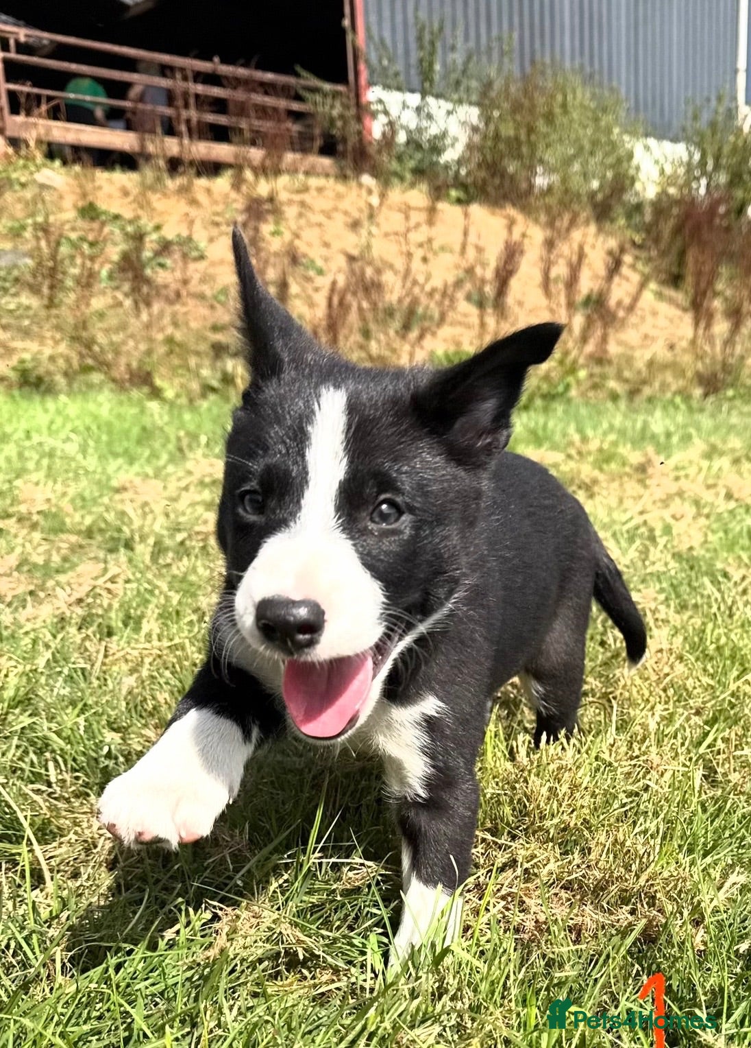 Mixed Breed dogs Beautiful Kelpie x Border Collie Pups For Sale - Advert 1