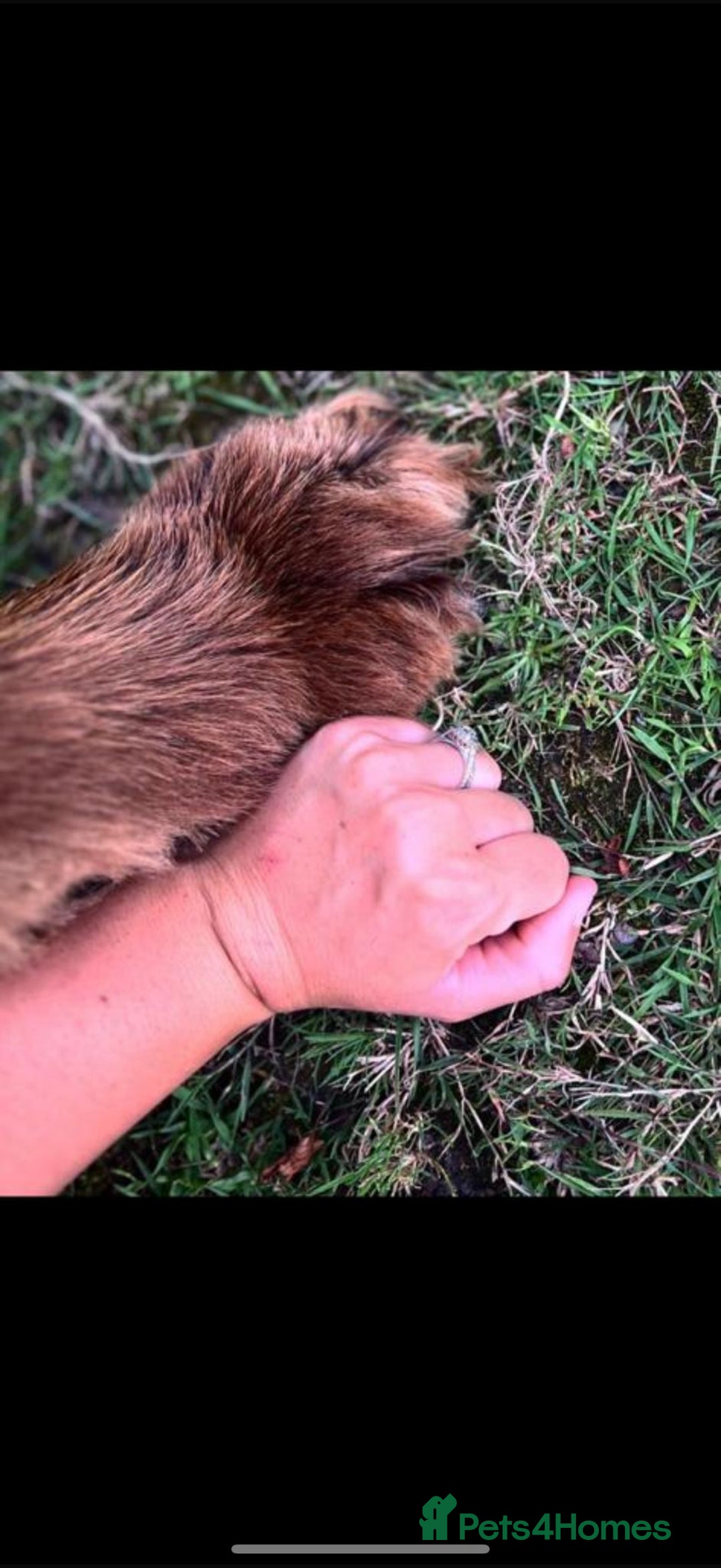 Newfoundland dogs for sale: 💙‘Maximus’ by name ‘Maximus’ by nature 💙 - Advert 2