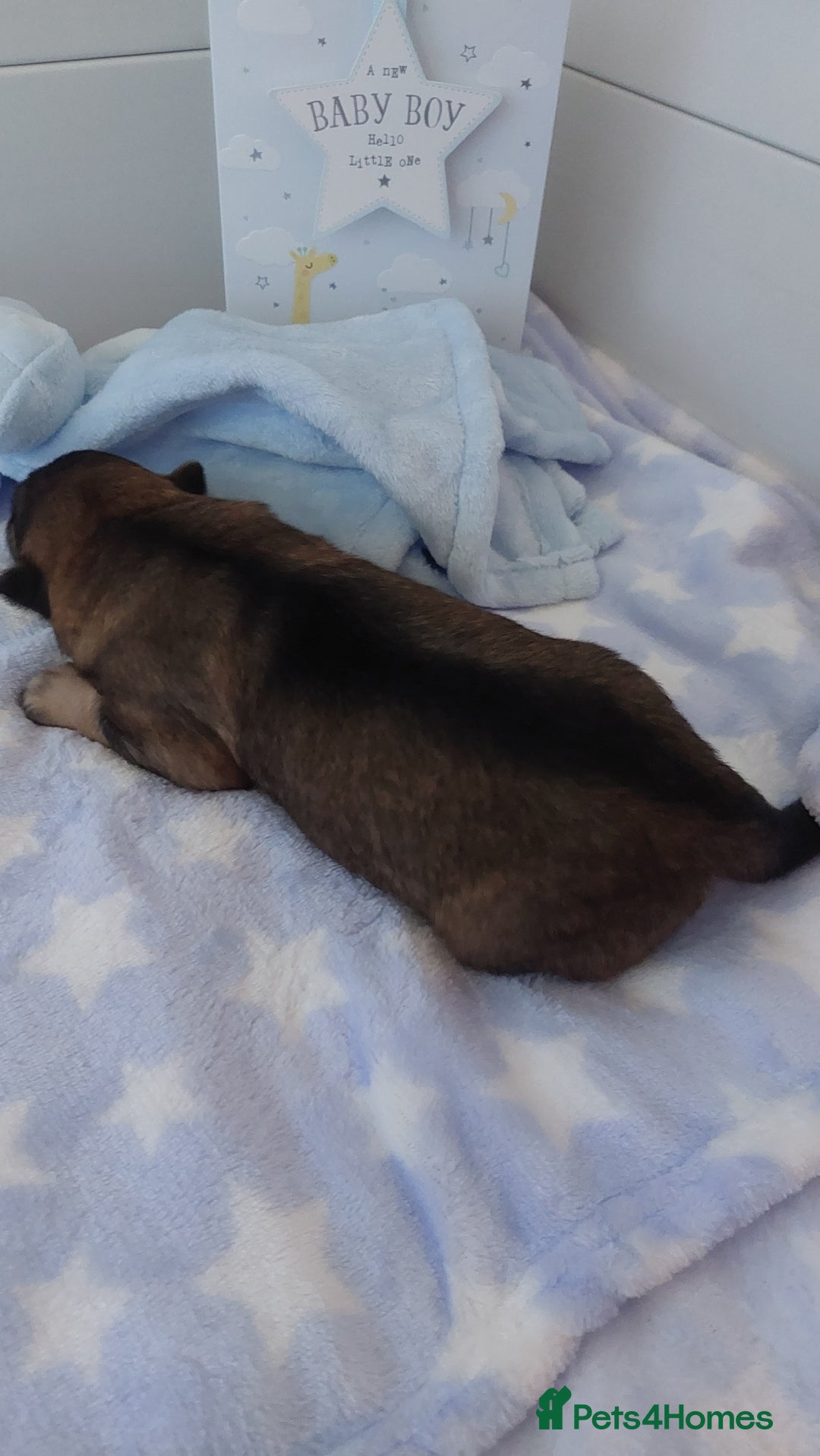 German Shepherd dogs for sale: 7  beautiful german shephered pups  - Image 17