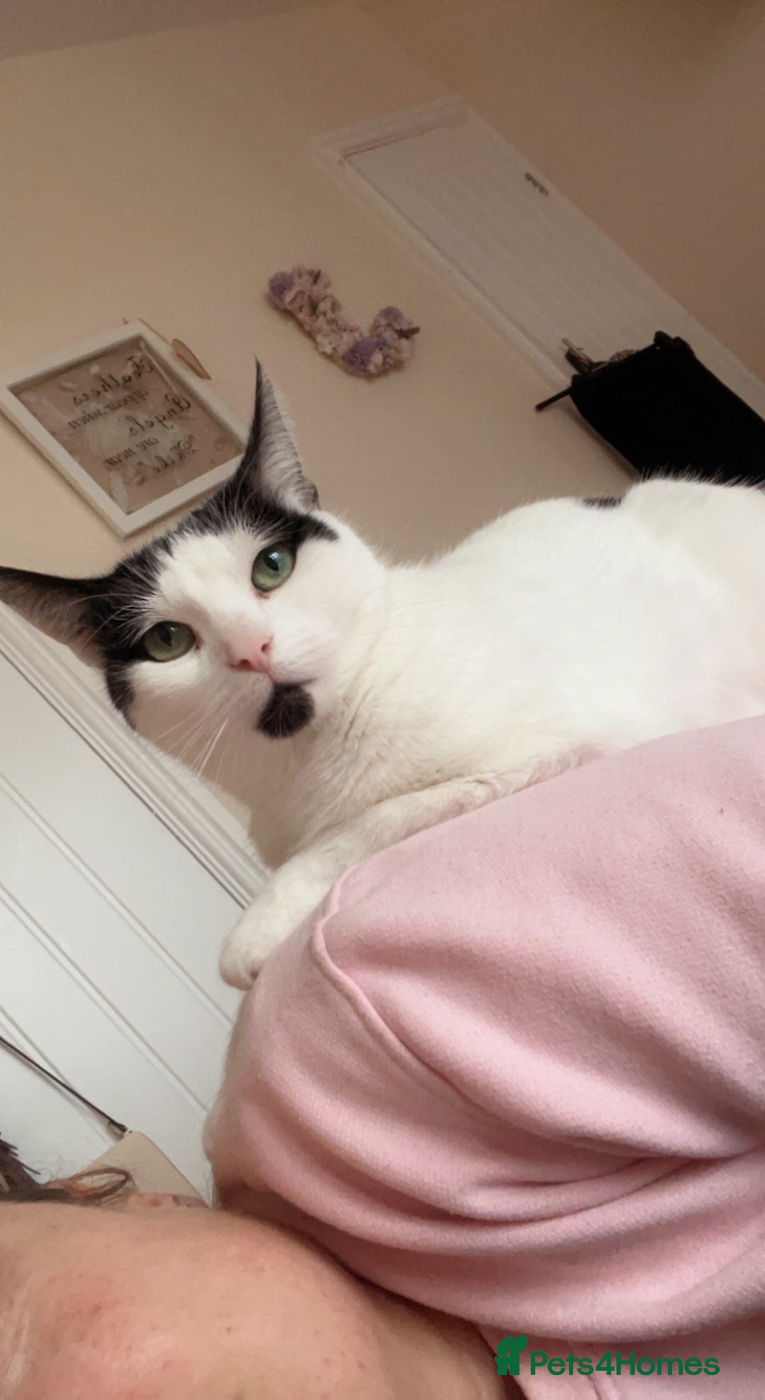 Mixed Breed cats for sale: 2 cats for rehoming - Advert 7