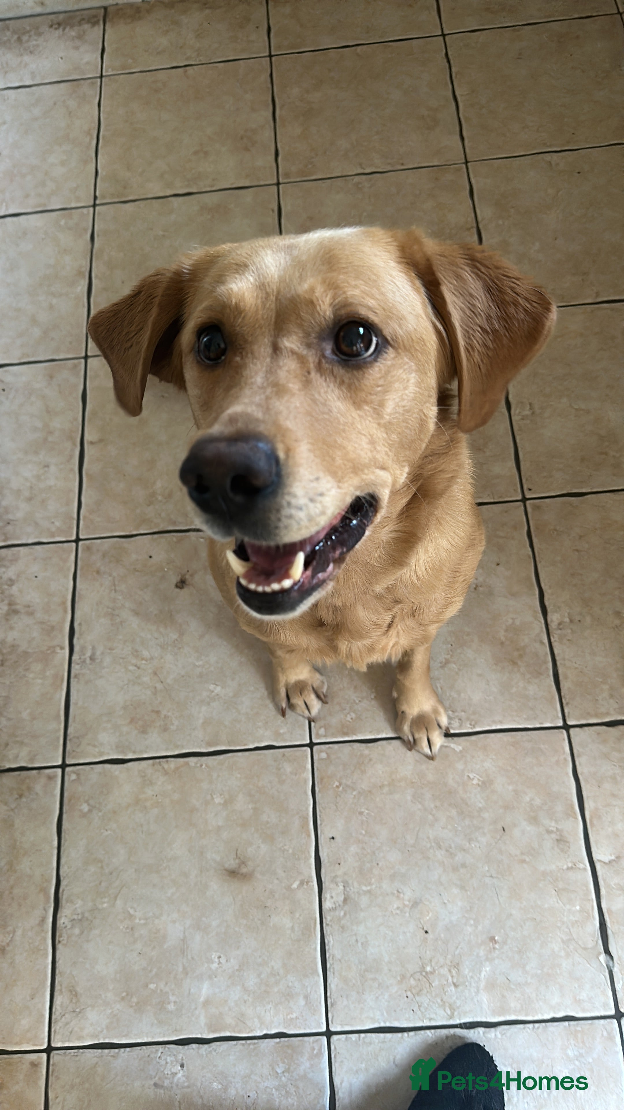 Labrador Retriever dogs Pedigree female Red Fox Labrador Retriever for  - Advert 15