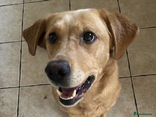 Labrador Retriever dogs Pedigree female Red Fox Labrador Retriever for - Advert 15