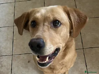 Labrador Retriever dogs Pedigree female Red Fox Labrador Retriever for - Advert 15