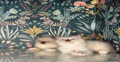 Ragdoll cats - Advert 9