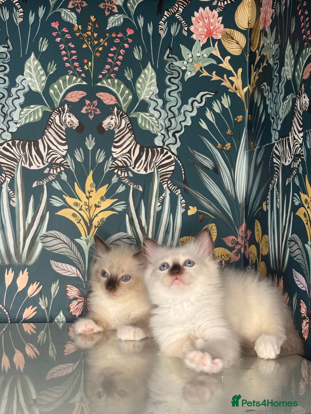 Ragdoll cats for sale: 🐱 💖 Stunning Ragdoll Kittens 💖 🐱  - Image 2