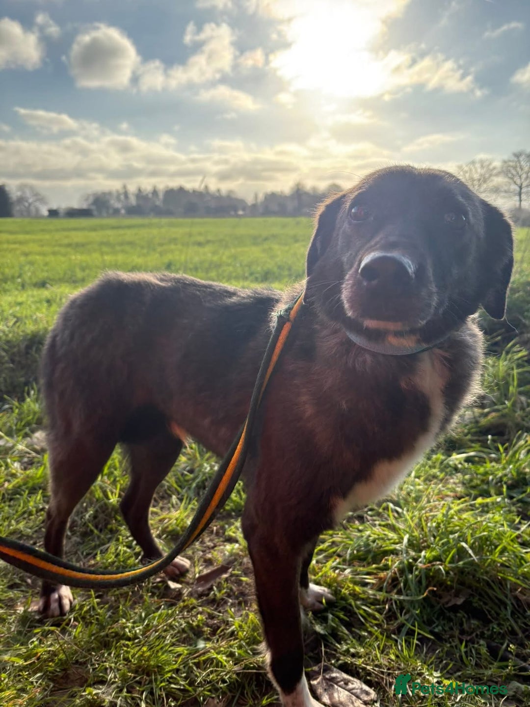 Mixed Breed dogs for adoption: Felice - Norwich Norfolk  - Advert 7