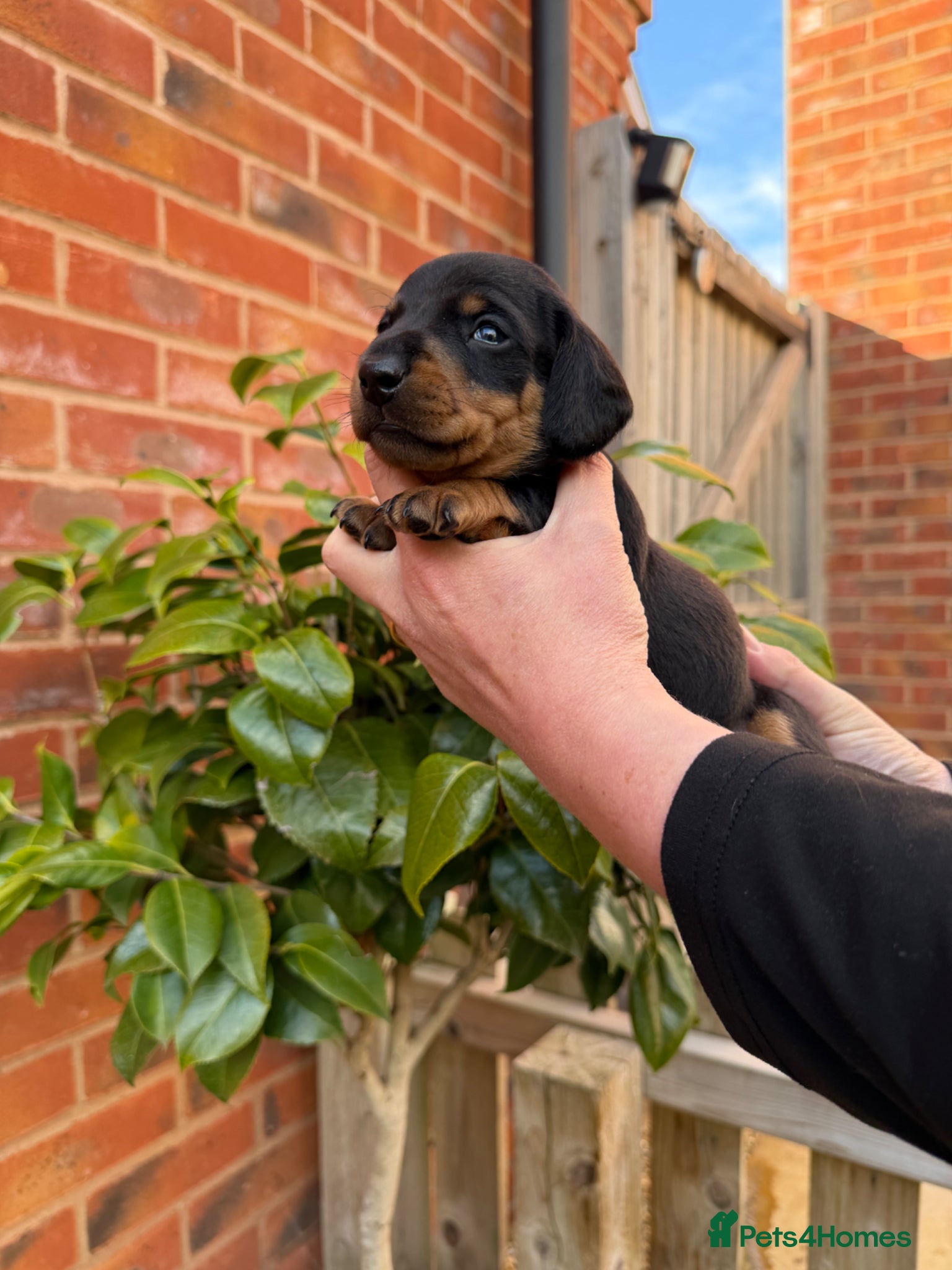 Miniature Dachshund dogs Exceptional Litter Of Smooth Haired Mini Dachshund - Advert 1