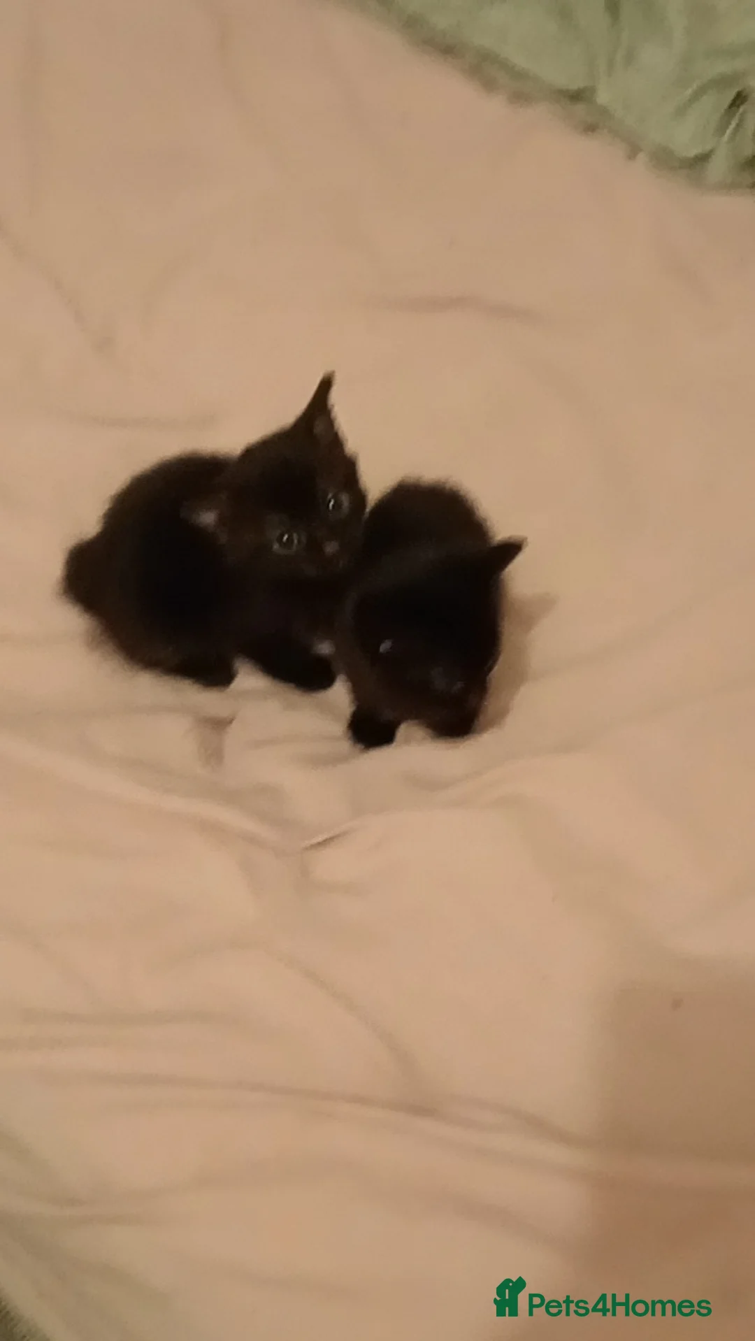 British Shorthair cats for sale: Two female kittens  in Elland - Advert 2