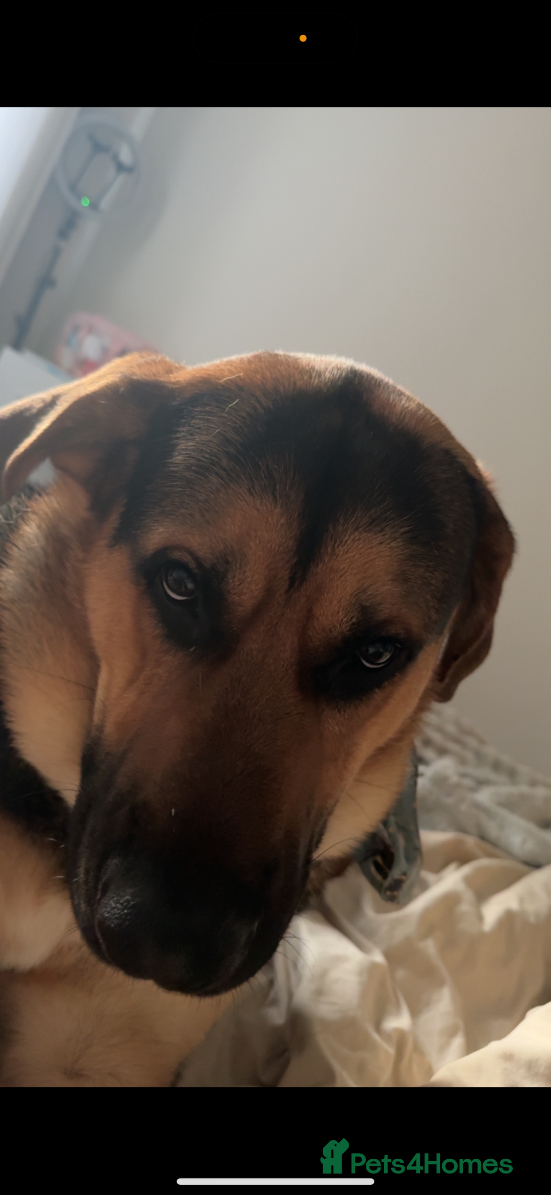Mixed Breed dogs for sale: Archie - Image 2