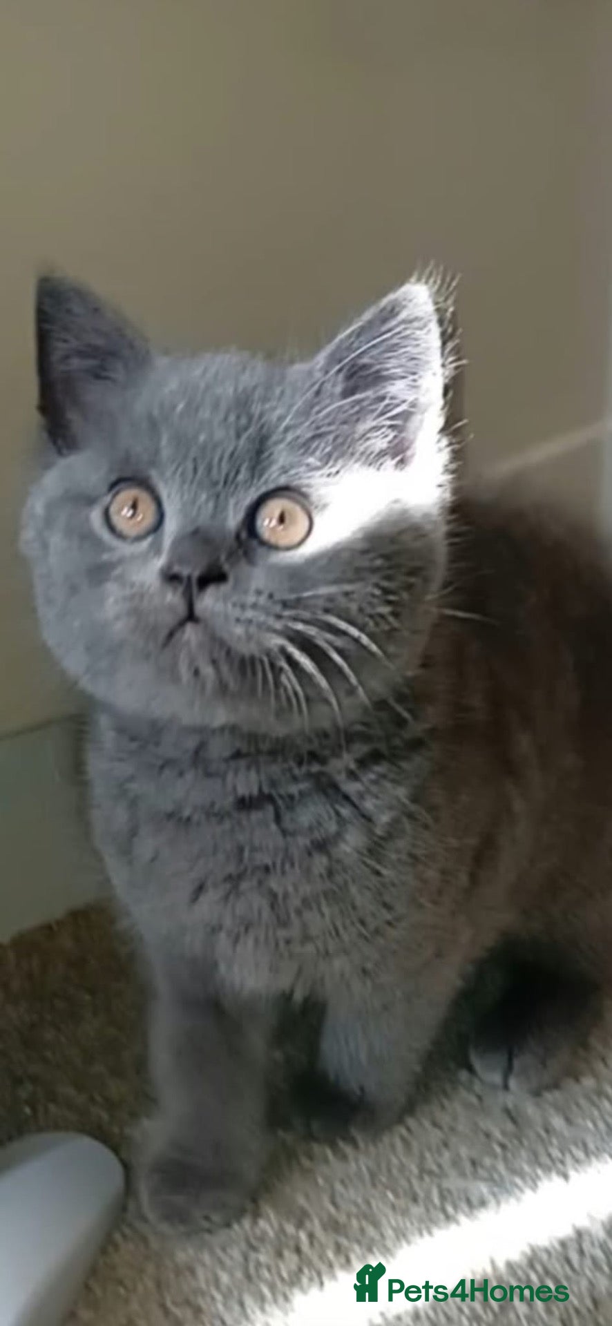 British Shorthair cats Last boy left!!!  - Advert 6