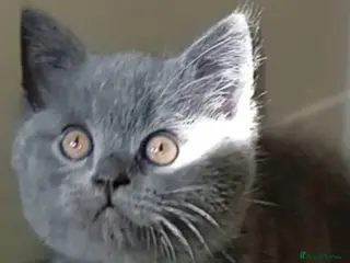 British Shorthair cats Last boy left!!! - Advert 6