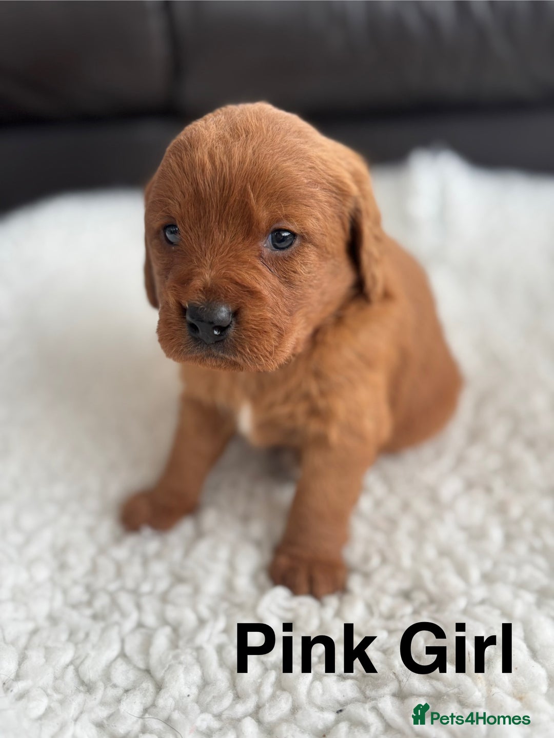 Labradoodle dogs for sale: F1 Labradoodle Puppies - Advert 19