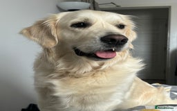 Golden Retriever dogs for sale: Adorable KC Reg Golden Retriever Puppies - Image 15