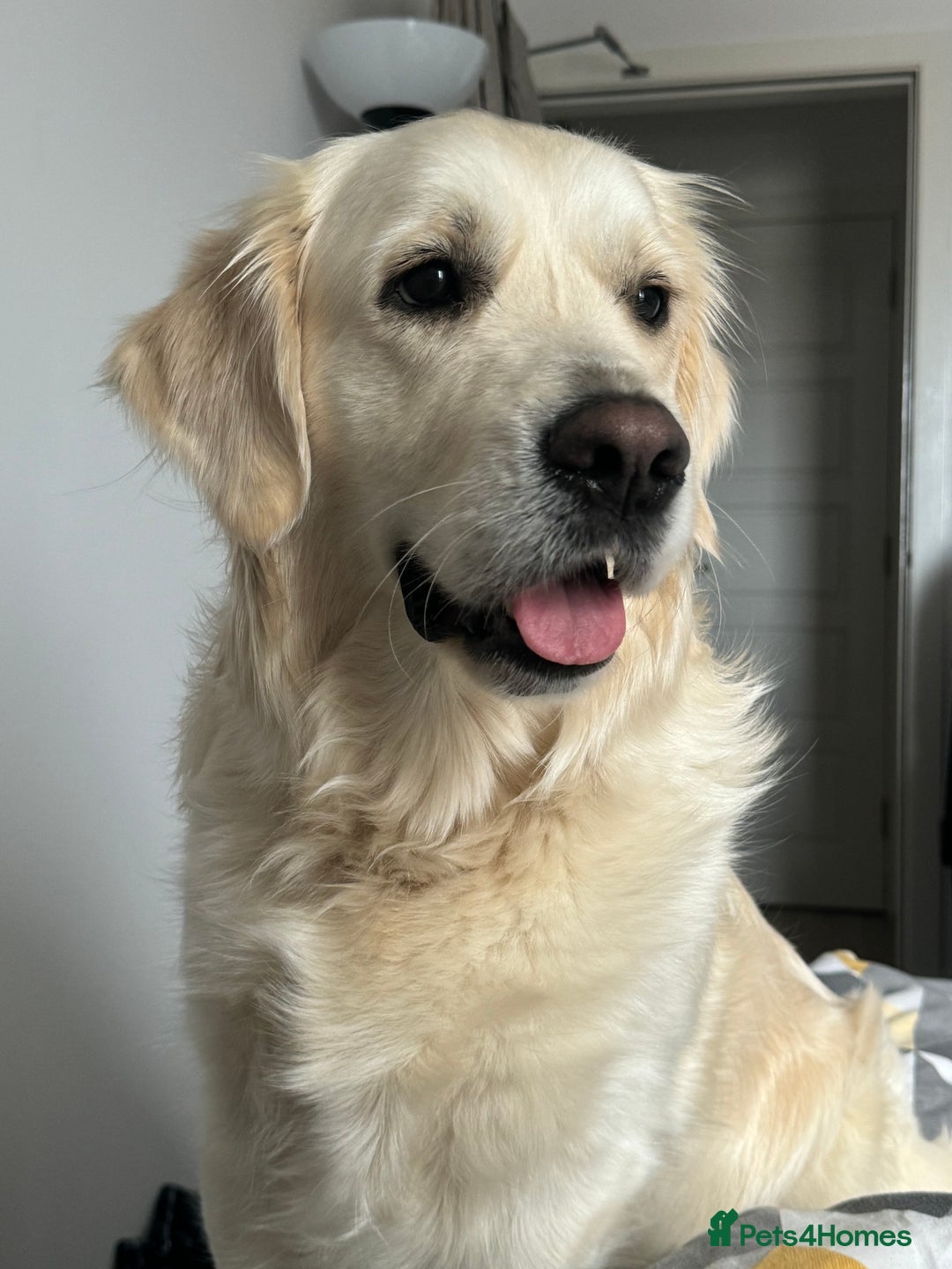 Golden Retriever dogs for sale: Adorable KC Reg Golden Retriever Puppies - Image 15