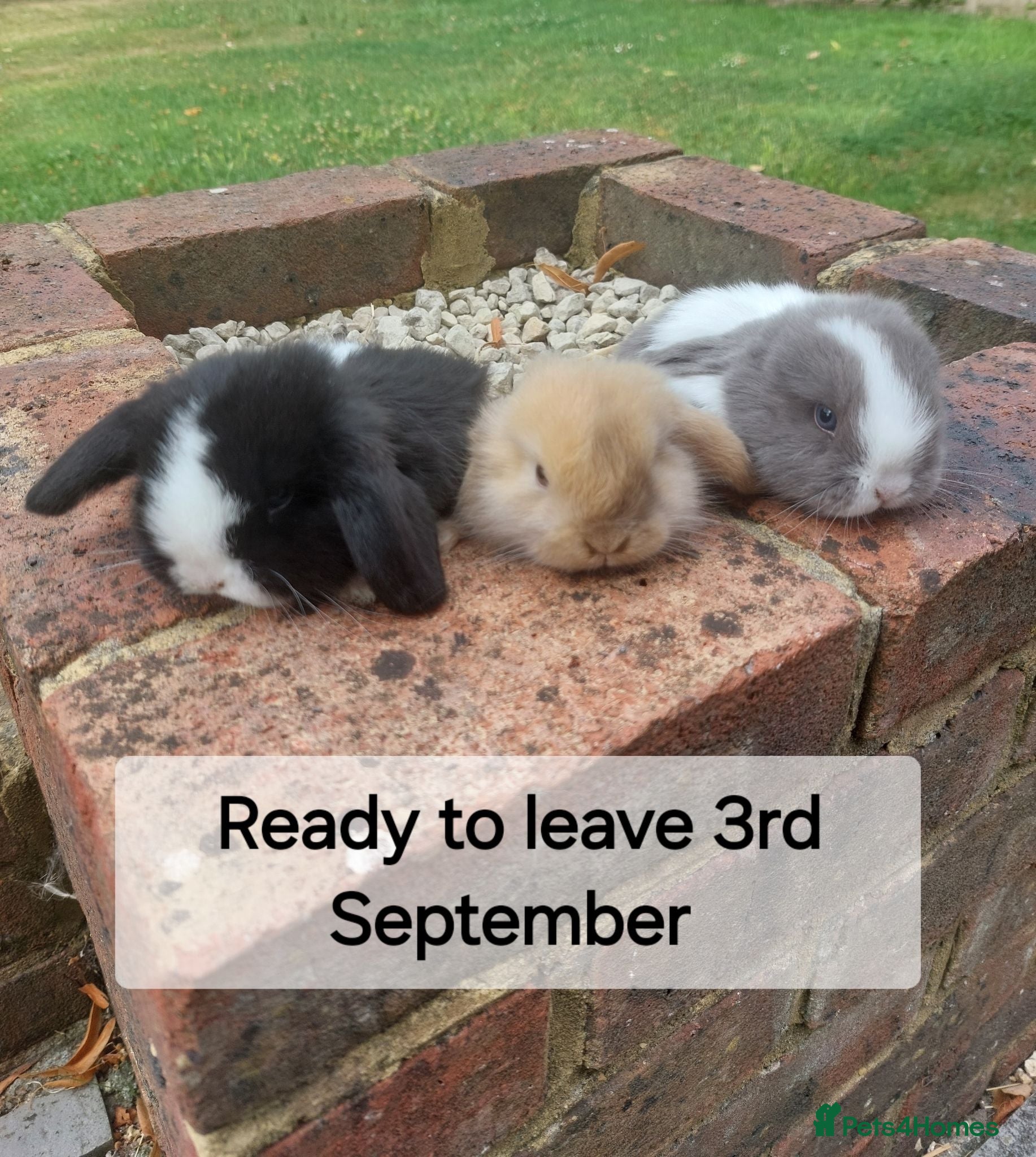 Mini Lop rabbits Baby Mini Lop Rabbits  - Advert 1