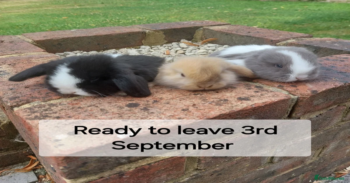 Mini Lop Rabbits for Sale for sale | Pets4Homes