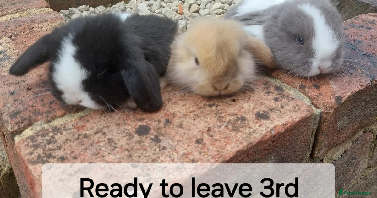 Mini Lop Rabbits for Sale for sale | Pets4Homes