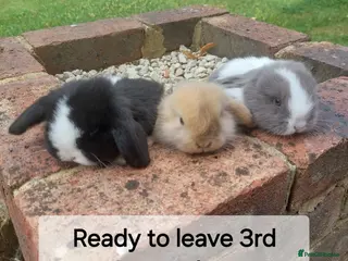 Mini Lop rabbits Baby Mini Lop Rabbits - Advert 1