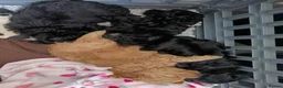 Pomapoo dogs for sale: Goldilocks and 3 little  curly black bears.  in Peterhead - Advert 9