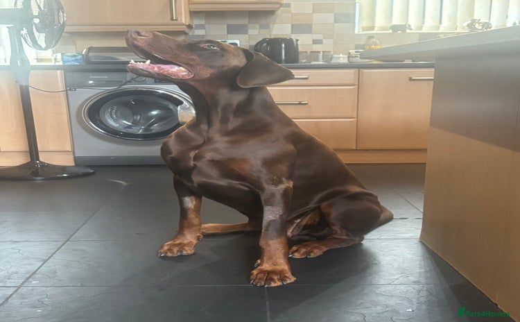 Dobermann dogs - Advert 10