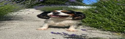 Cavalier King Charles Spaniel dogs for sale: Beautiful girl looking for a lovely home - Advert 3